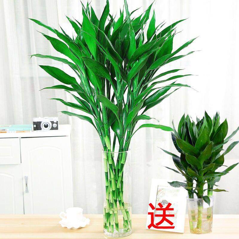 悦芳华富贵竹水养水培植物竹室内绿植花卉客厅办公室观音竹盆栽图片 高清实拍大图 苏宁易购