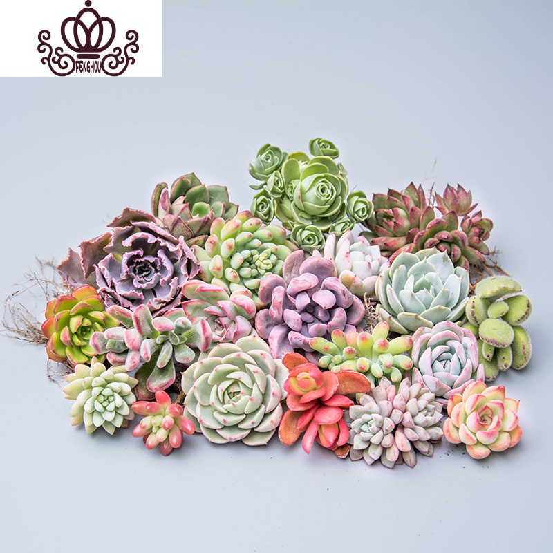 封后50颗多肉植物新手套餐多肉植物组合盆栽多肉花肉肉室内清仓品种多50颗多肉品种不重复多送10颗裸根不带土图片 高清实拍大图 苏宁易购