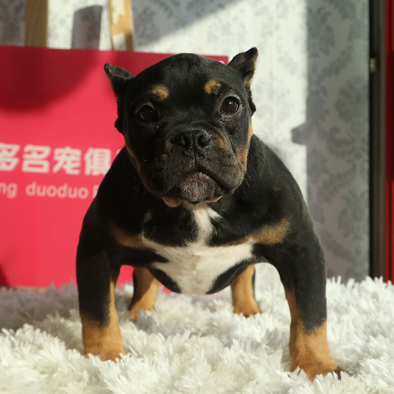 多多名宠狗狗美国纯种恶霸犬美国恶霸幼犬纯种宠物狗狗美国恶霸犬幼犬幼崽 价格图片品牌报价 苏宁易购多多名宠旗舰店