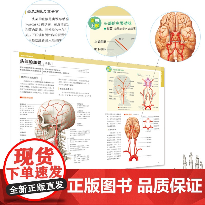 全新3D人体解剖图 人体肌肉解剖运动解剖学断层局部解剖学图谱解剖书教材卫生解剖生理学专业基础医学书运动解剖图谱 书中缘高清大图