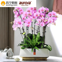 aurora 蝴蝶兰盆栽