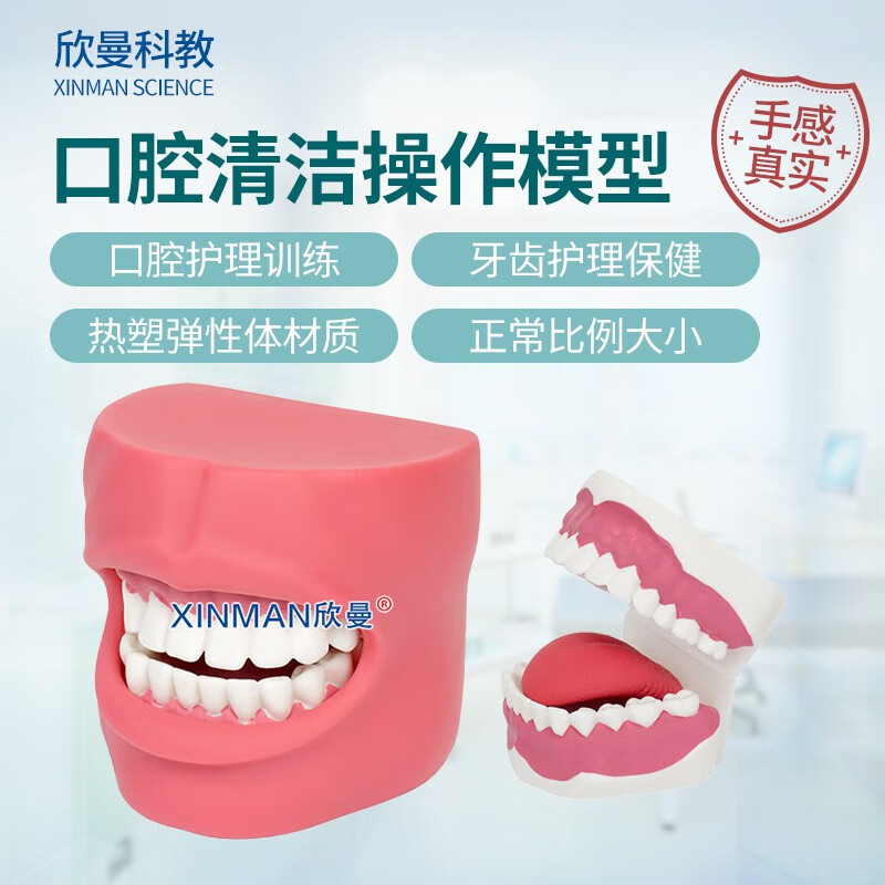 欣曼科教 口腔牙齿护理保健模型带脸颊 口腔清洁操作模型XM-KQC