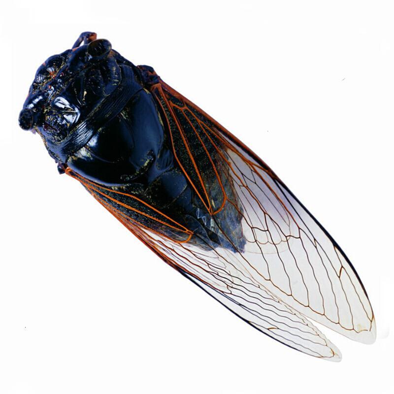 生黑蝉知了猴黑知了500g蜕皮黑蝉金蝉新鲜昆虫产发