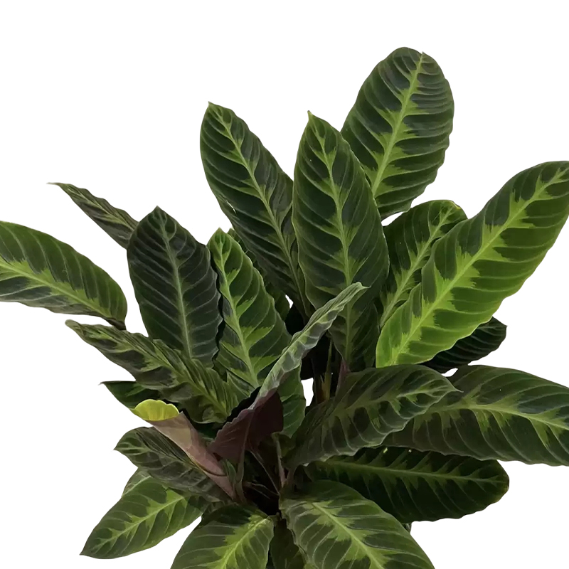 以雅以南 天鹅绒盆栽60cm/盆高清大图