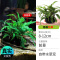 鱼缸造景莫斯沉木水榕无土植物懒人增氧真水草趴地矮珍珠陀草