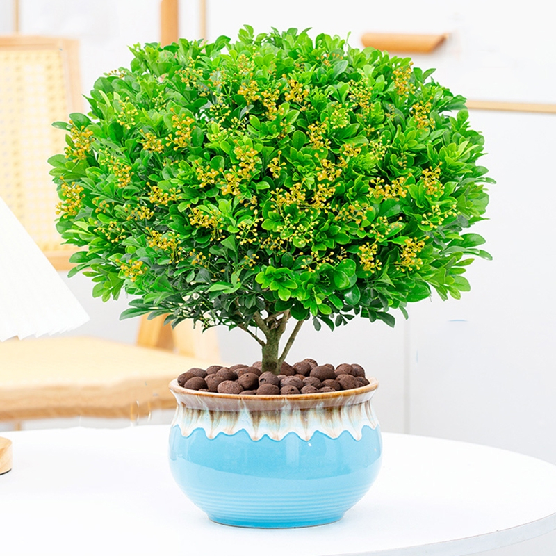 弹痕米兰花盆栽花卉植物室内四季开花带花苞浓香好养老桩盆景驱蚊绿植