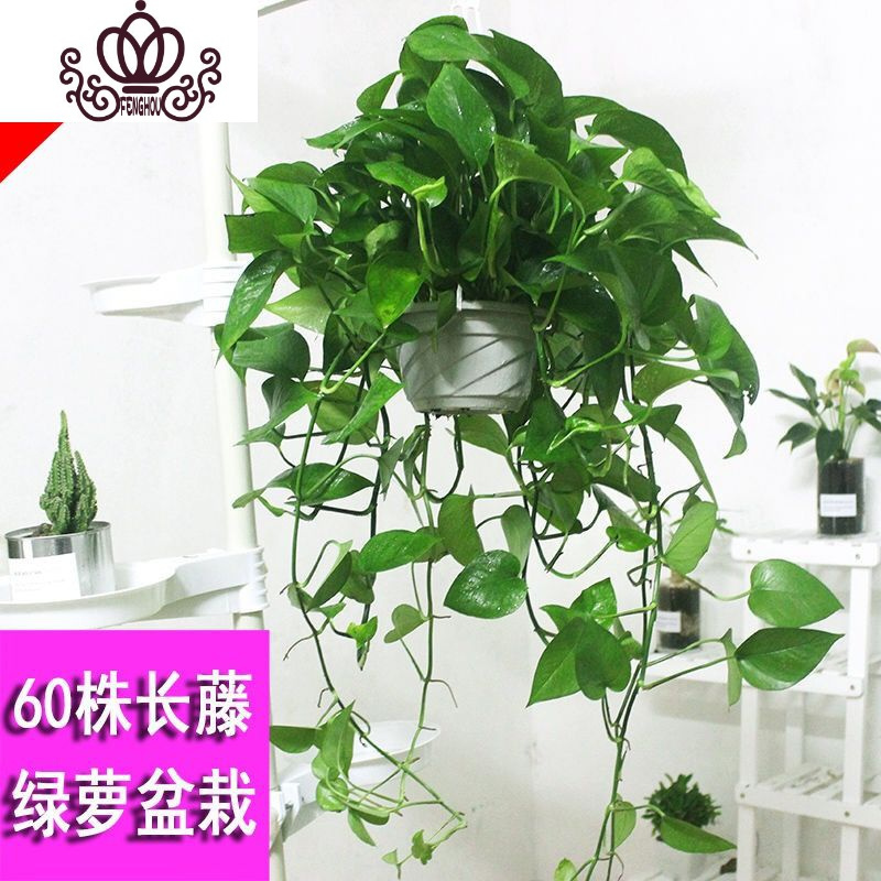 封后绿萝盆栽室内花卉绿植水养长藤绿箩盆栽大叶水培办公吊兰苗多肉花长藤精品绿萝1盆装裸根不带土报价 参数 图片 视频 怎么样 问答 苏宁易购