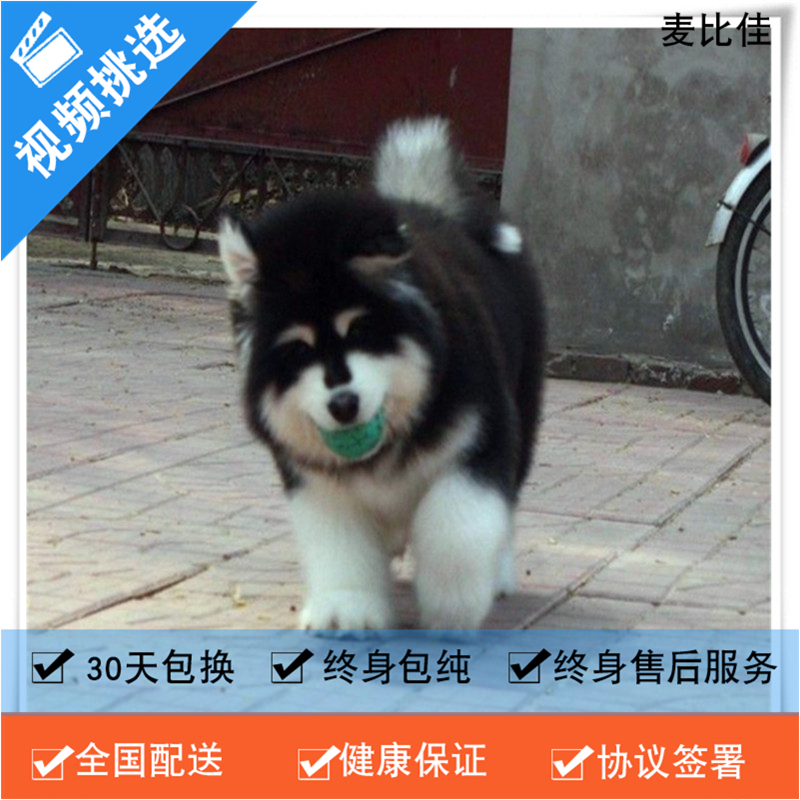 麦比佳 纯种巨型阿拉斯加幼犬活体宠物 熊版十字脸阿拉斯加雪橇犬 双血统烟灰色桃脸阿拉斯加幼崽 巨大型雪橇犬阿拉斯加犬F高清大图