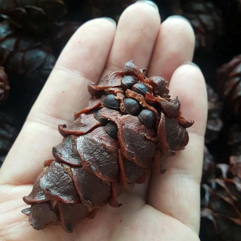 新货大兴安岭水煮松树塔野生马尾松塔盐水煮偃松塔咸味