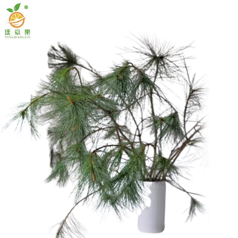 廷豪果 马尾松 高80-100cm /棵高清大图