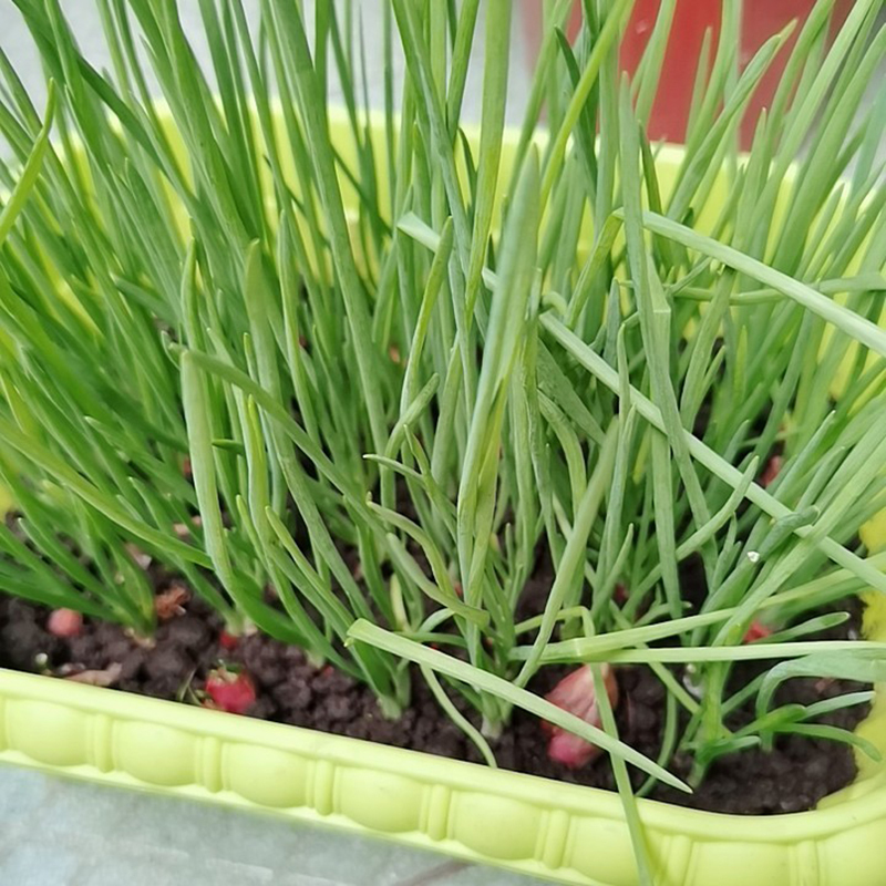 赛卡伊四季小葱种子苗小香葱种籽秋冬季盆栽葱苗蔬菜孑种头分葱葱红