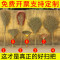 苕帚大扫把竹扫帚扫地马路扫院子的塑料丝庭院家用单个笤帚长扫室外