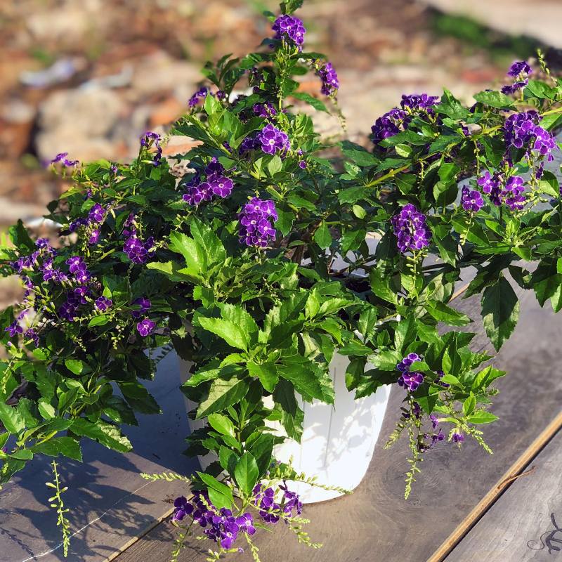 紫金露花阳台庭院四季开花好养耐热花卉爬藤植物多年生蕾丝金露花