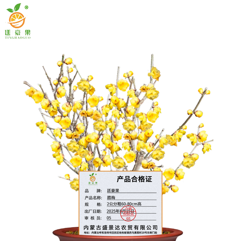 廷豪果 腊梅 2公分粗60-80cm高 /棵高清大图