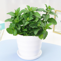 薄荷盆栽 室内可食用植物清新绿植 四季好养