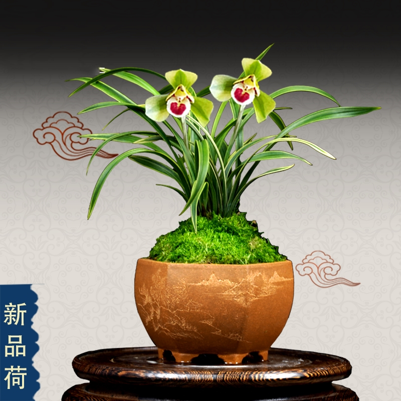 狄丽莫兰花中矮株型兰花苗金边春兰浓香型室内阳台四季好养花卉绿植盆栽报价 参数 图片 视频 怎么样 问答 苏宁易购