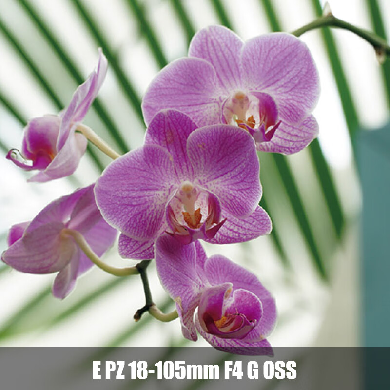 索尼-SONY APS-C半画幅大变焦镜头 E PZ18-105mmF4G OSS 标配高清大图