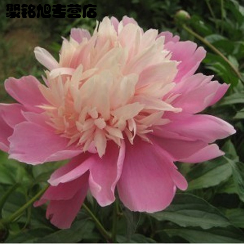 [不含盆]盆栽花卉植物 24种 芍药花苗 芍药种根 芍药花 盆栽 成活芍药苗绿植花卉生活园艺用品绿植盆栽