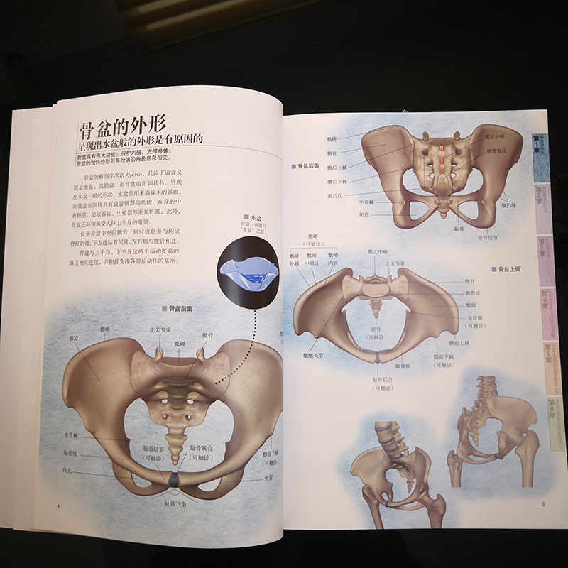 骨盆解剖及功能训练图解 (日)竹内京子,(日)冈桥优子 著 李健,陆长青 译 生活 文轩网