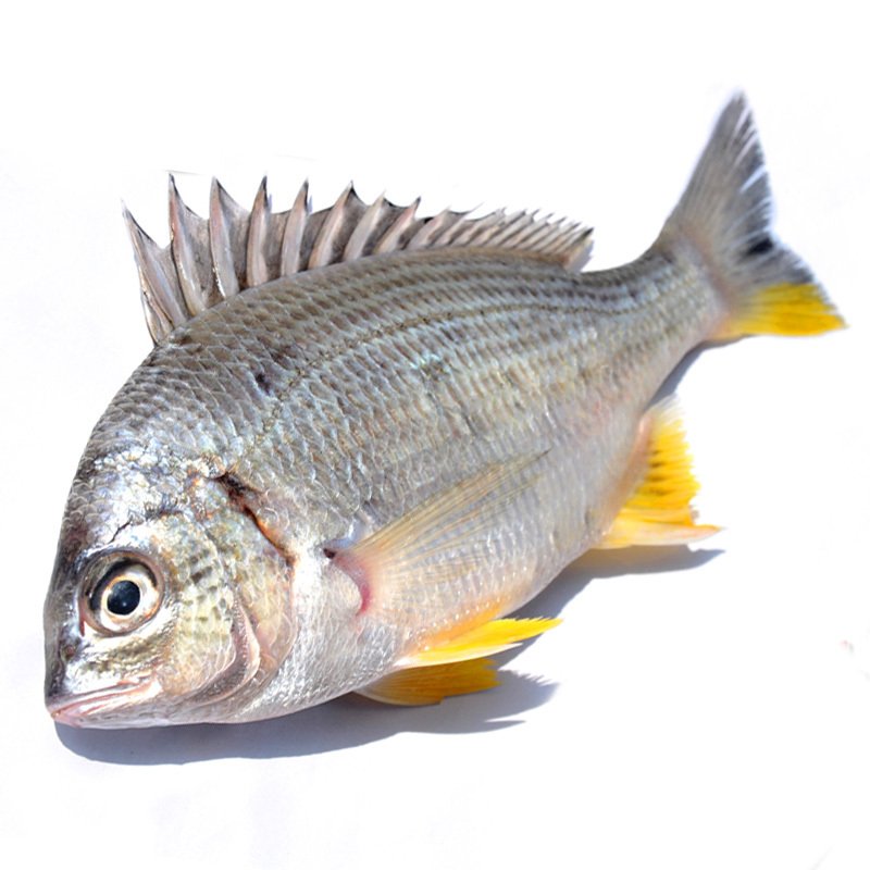 四海生鲜东山岛海钓黄翅鱼1斤6条左右纯野生黄立鱼黄脚立新鲜海鲜水产