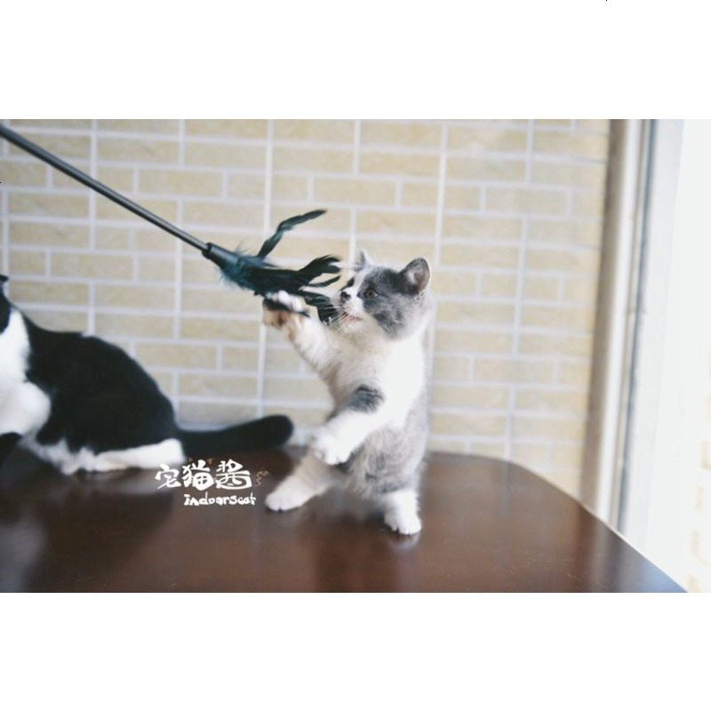 宅猫酱 猫咪玩具GiGwi加长逗猫棒羽毛猫咪大兴奋两根