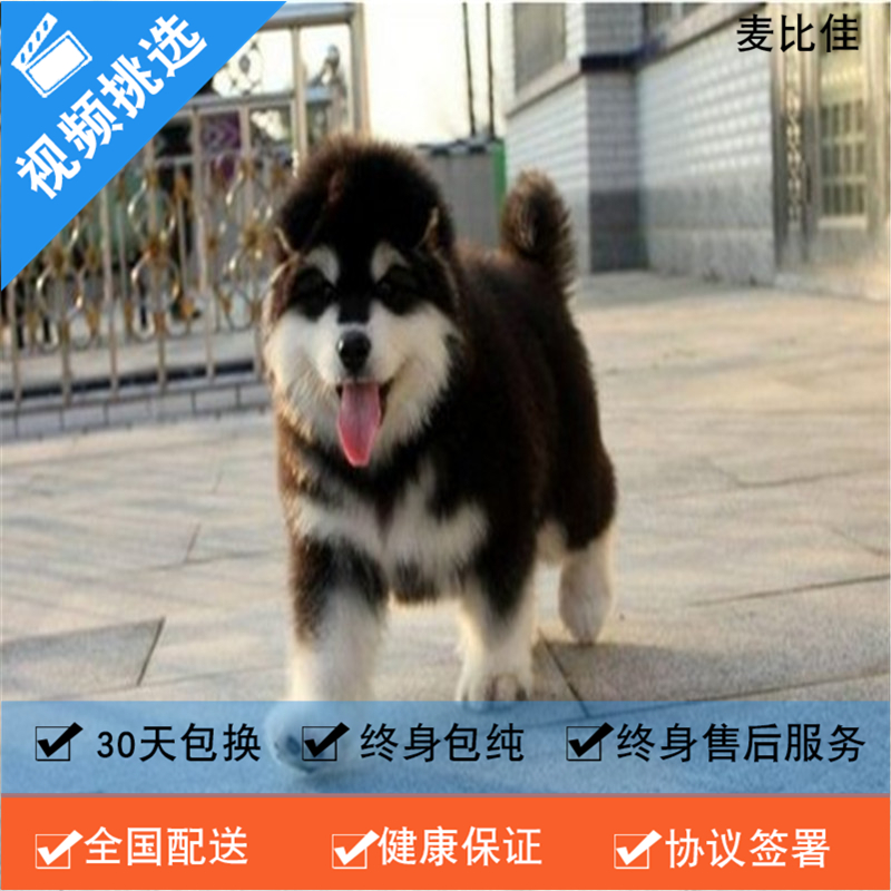麦比佳 纯种巨型阿拉斯加幼犬活体宠物 熊版十字脸阿拉斯加雪橇犬 双血统烟灰色桃脸阿拉斯加幼崽 大型犬阿拉斯加活体宠物狗狗高清大图