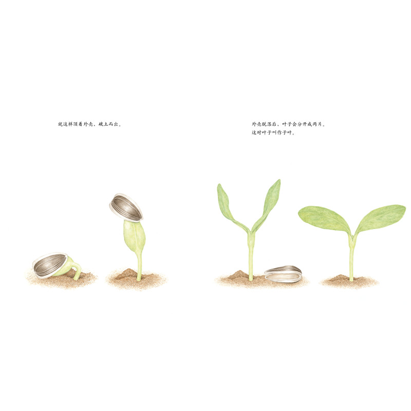 正版新书]向日葵荒井真纪9787513326179高清大图