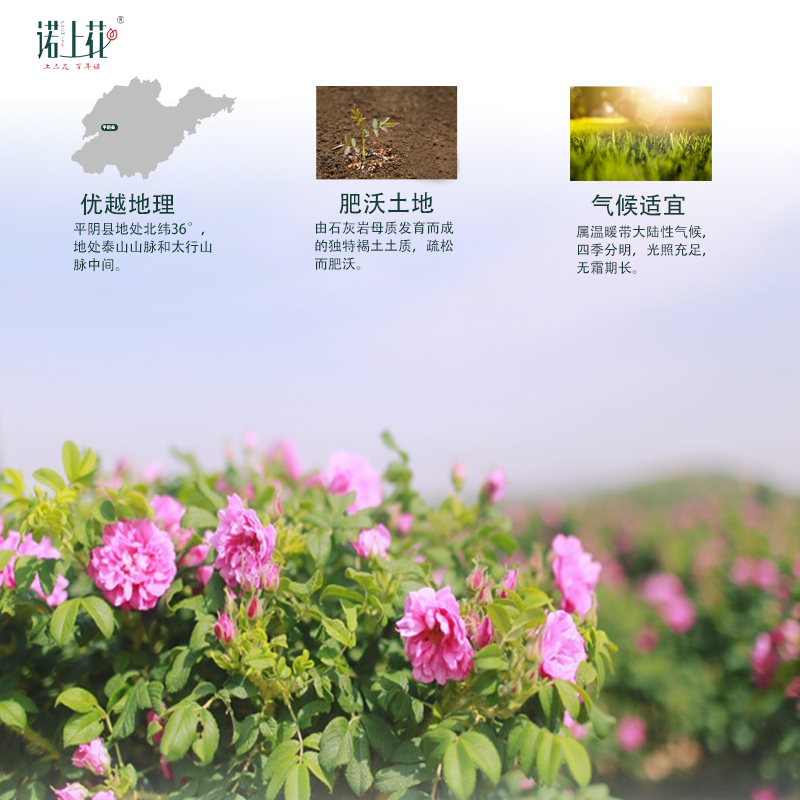 诺上花平阴玫瑰花蕾茶50g瓶装低温烘干含苞待放玫瑰花茶花蕾茶
