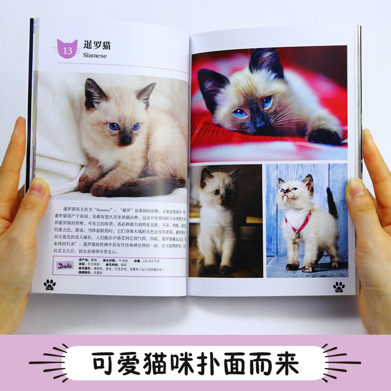 醉染图书小猫9787553209760高清大图