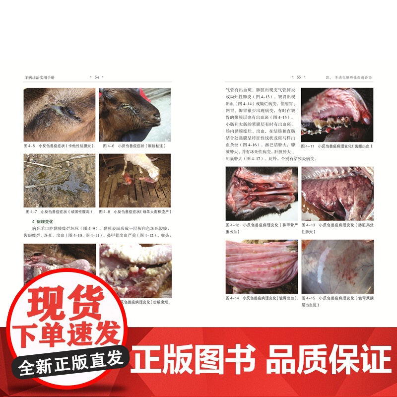 [店]羊病诊治实用手册 农业养殖高清大图