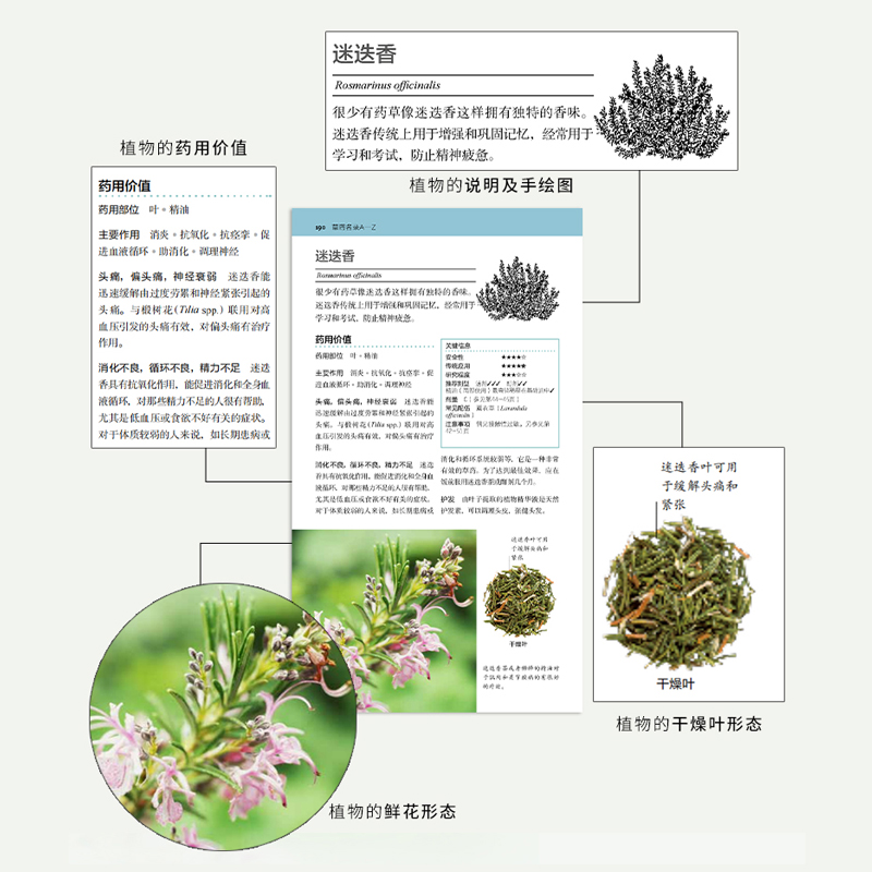 [醉染正版]QG DK生活.家庭草药百科手册高清大图