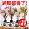 4瓶空气清新剂卧室内房间厕所除臭持久家用熏香精油无火香薰香水 [自由搭配4瓶]订单没有留言默认随机