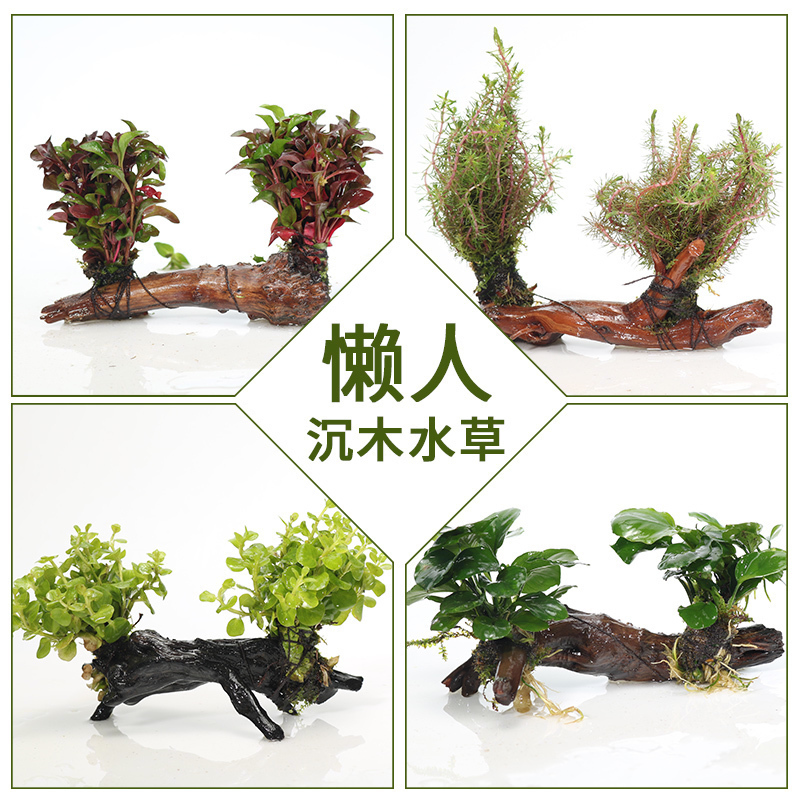 沉木水缸鱼缸装饰造景套餐小水榕类懒人新手真水椒植物高清大图
