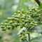新鲜青花椒藤椒 700g/袋 一份
