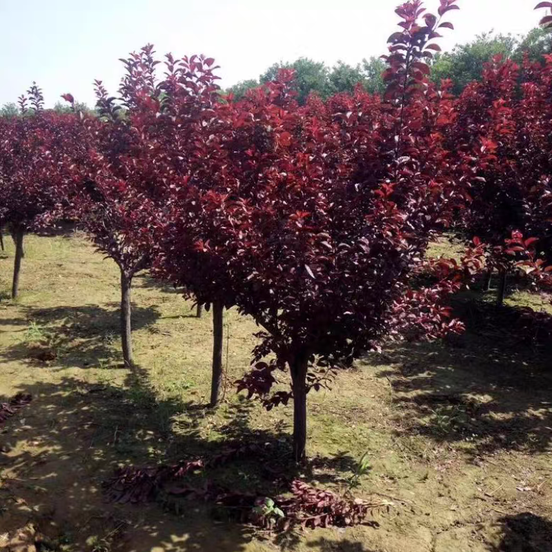 诚智旺 红叶李球 冠幅50cm /棵高清大图