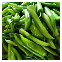 [西沛生鲜]陕西青椒 净重4.5斤 青辣椒辣椒新鲜现摘鲜辣椒薄皮青椒线椒虎皮椒中辣