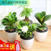 懒人盆种植苗绿植盆栽绿植园艺财树吸甲醛绿萝绿色植物栀子花卉