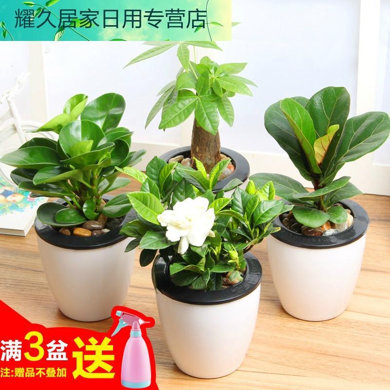 懒人盆种植苗绿植盆栽绿植园艺财树吸甲醛绿萝绿色植物栀子花卉