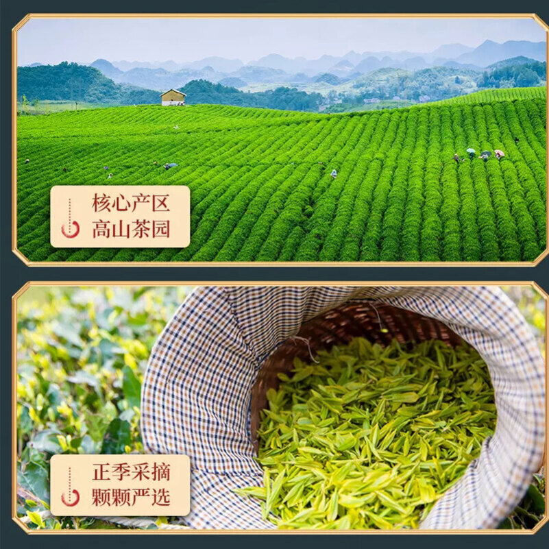 痴福毛尖绿茶新茶叶上等高山云雾明前雨春茶清香毛尖1罐装125克高清大图