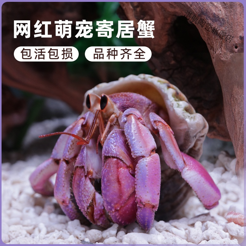 萌宠陆生寄居蟹活体易好养淡水观赏蟹沙蟹宠物螃蟹草莓顺丰包活