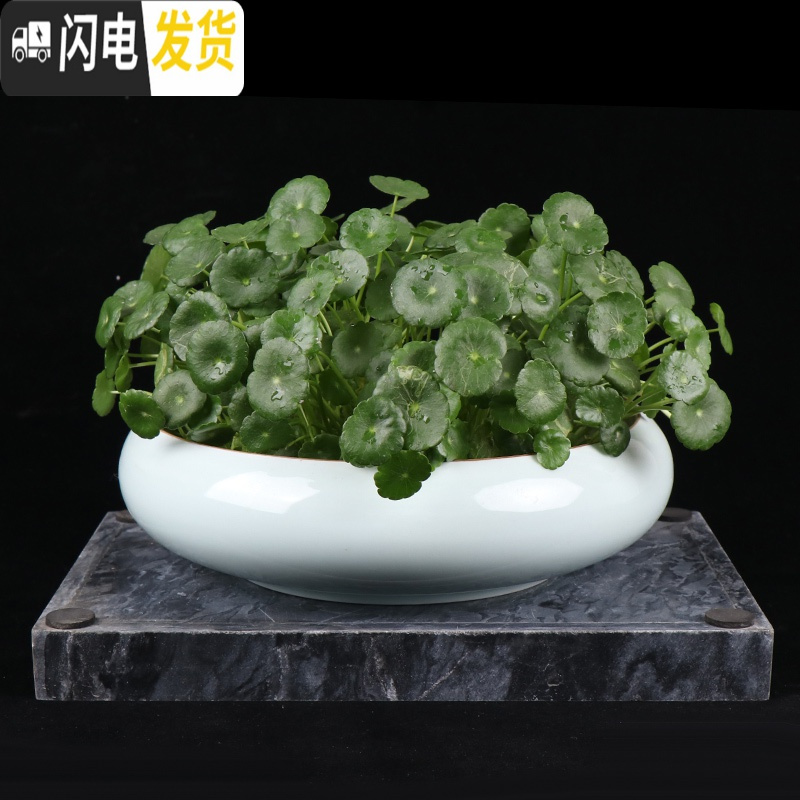 三维工匠花盆水仙花睡莲碗莲无孔金钱陶瓷水养水培多肉陶瓷塑料植物 经典款(塑料):大号8寸白色 中等花盆容器
