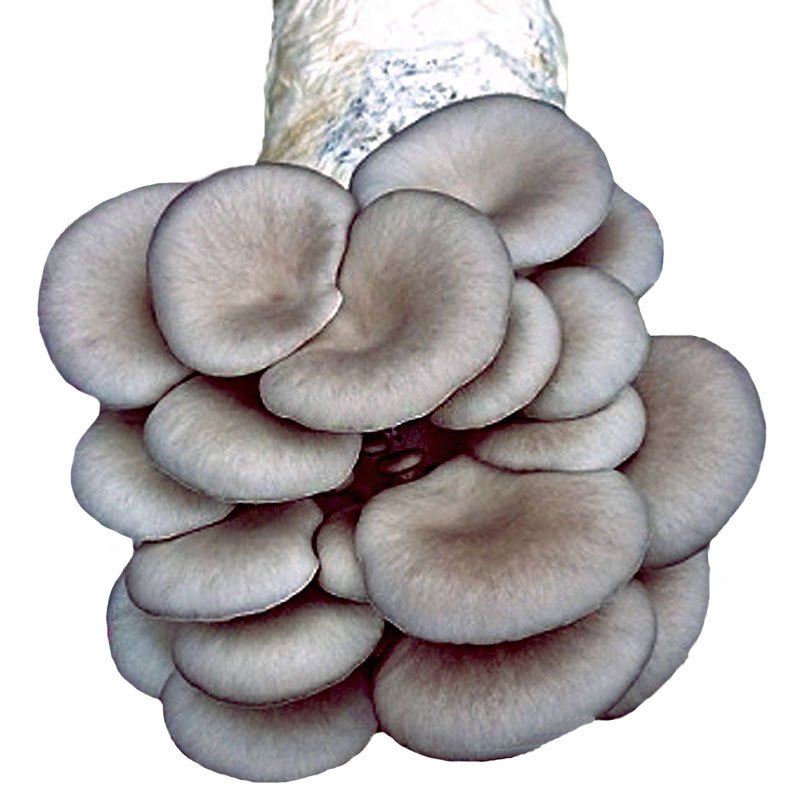 趣涉家居黑灰色平菇蘑菇菌包食用菌菌种蘑菇种植包多肉植物盆栽种植