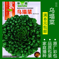 蔬菜种子四季播盆栽番茄黄瓜辣椒西瓜籽孑大全罗卜蕃茄苏州青苏番 均码 黑乌塌菜约500粒