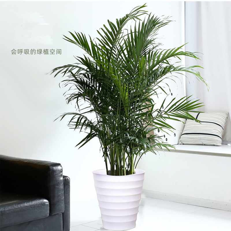 诗樱大型植物散尾葵植物盆栽室内凤尾竹花卉绿植办公室客厅净化空气高清大图