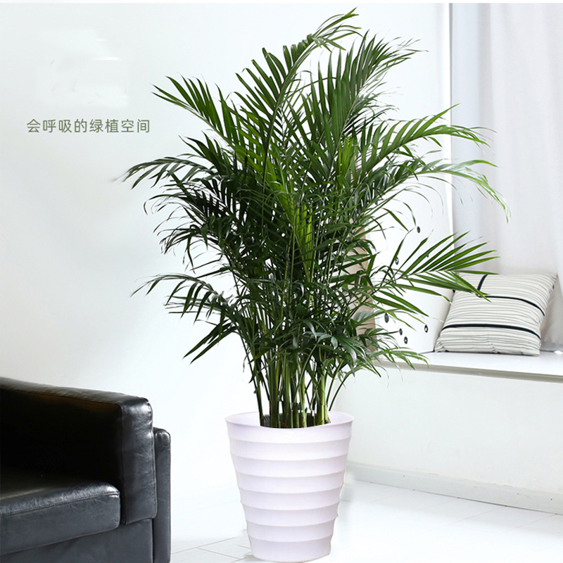 大型植物落地式庭院大号室内盆栽袖珍椰子办公室盆栽大卧室小植物耐旱居家
