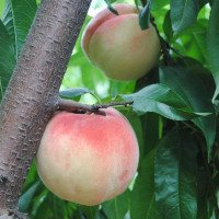 【中华特色】武汉馆 水蜜桃5斤血桃水果新鲜桃子 毛桃 红桃鲜桃 华中