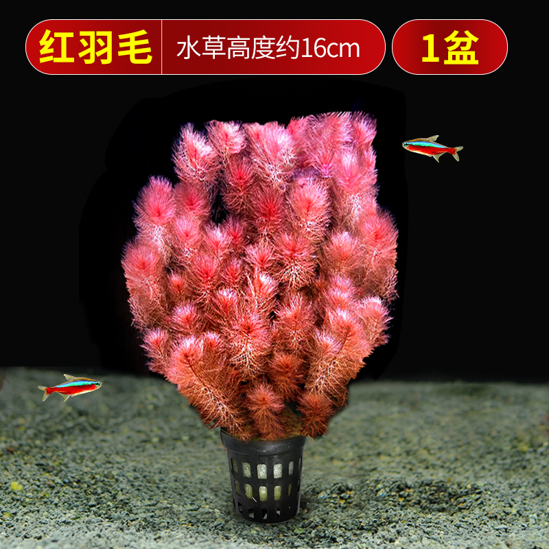金鱼藻蜈蚣草水草植物绿菊鱼缸造景水培真草养鱼草缸绿植净水新手