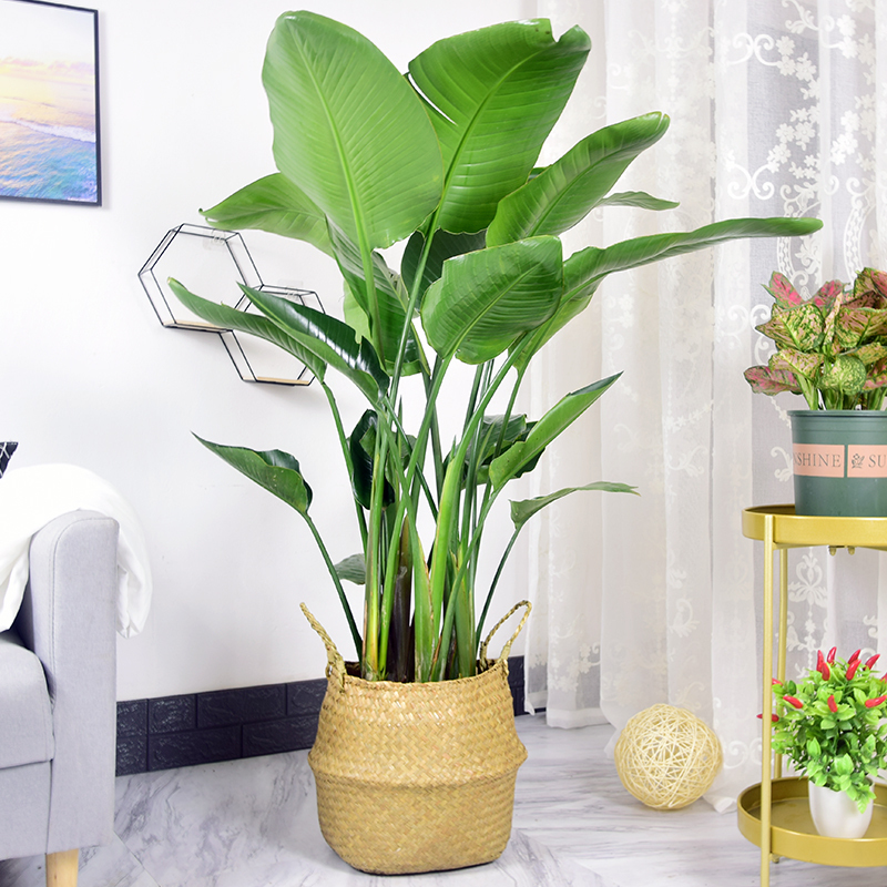 天堂鸟大盆栽植物室内大型鹤望兰绿植客厅观叶净化空气北欧真绿植