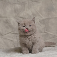 英国蓝猫 英国短毛猫蓝猫 纯种蓝猫幼崽 猫咪幼猫