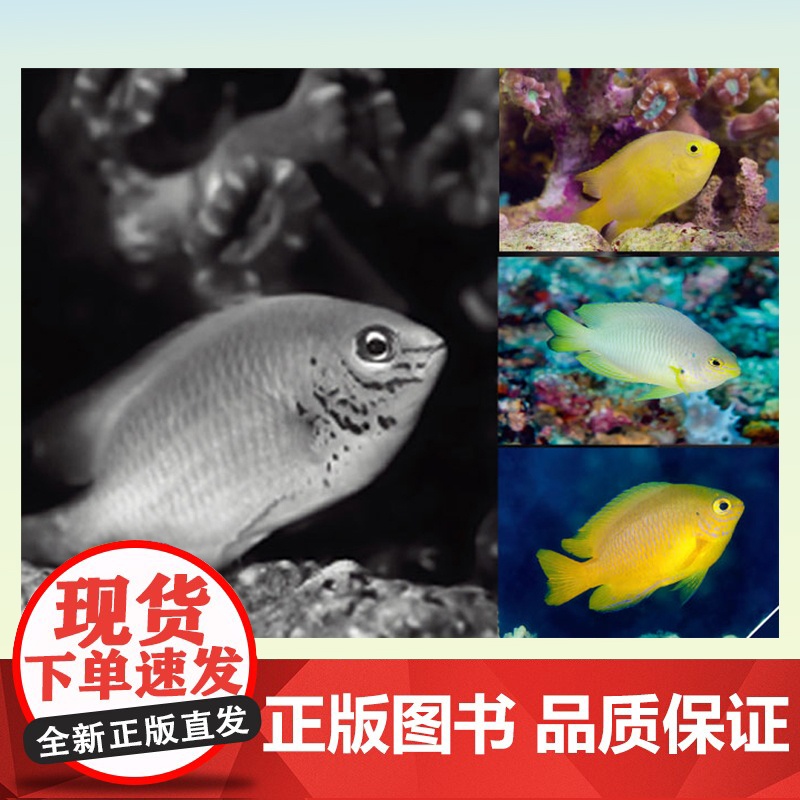 正版BBC生命之色动物眼中的世界 马丁·史蒂文斯[英]著 BBC纪录片同名图书 200余幅前沿摄影作品揭示动物使用颜高清大图